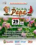 Día Internacional de la Papa en Quellón 🥔